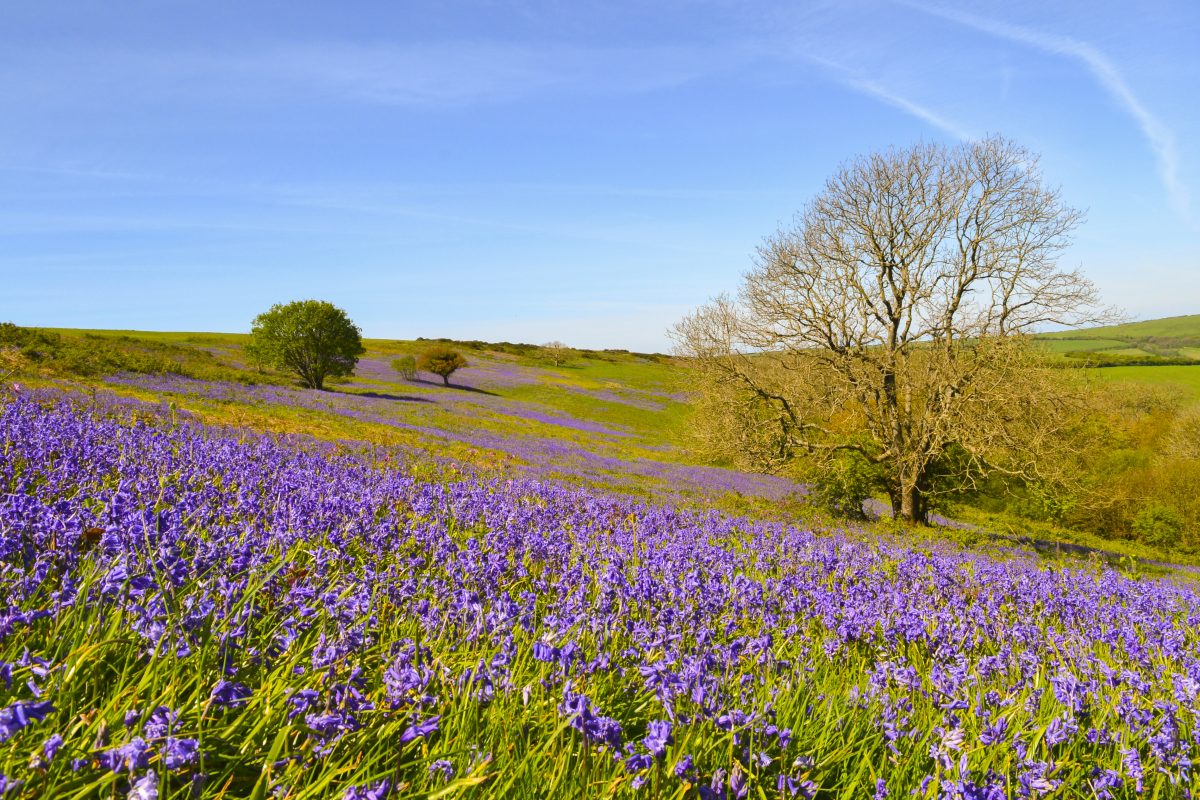 DSC_2057_st_boniface-down-bluebells