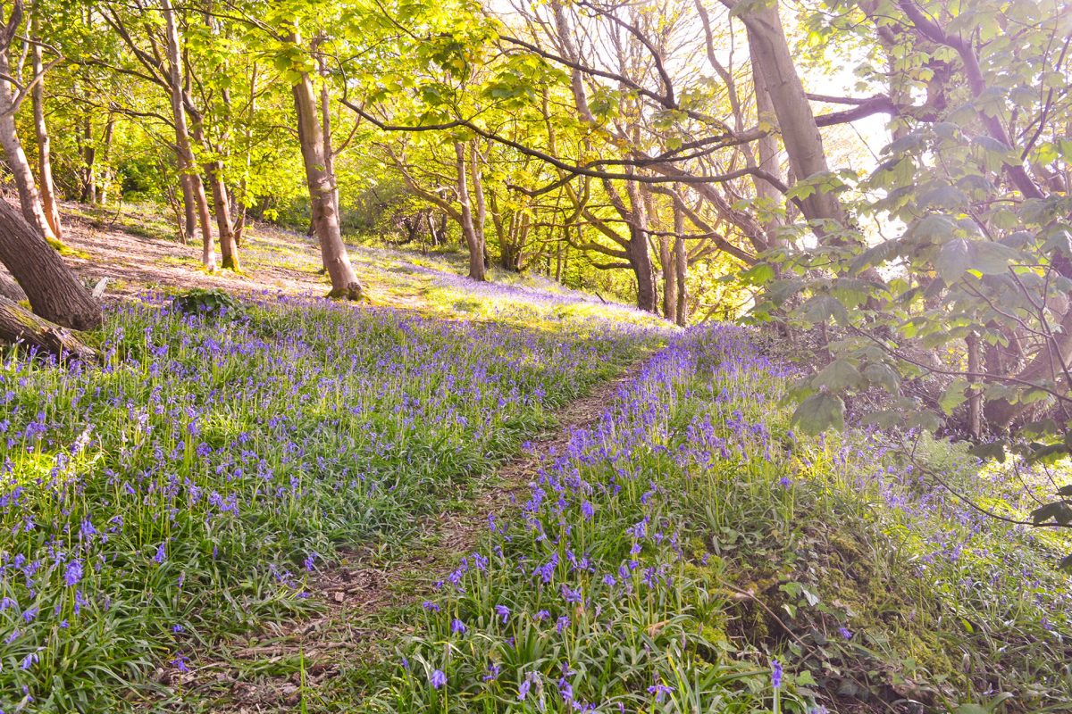 bluebellsashknowlelane1920
